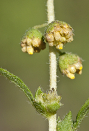 Ambrosia confertiflora