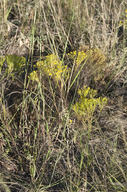 Prairie Broomweed