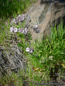 Phacelia cicutaria var. hispida