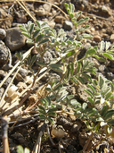 Astragalus pulsiferae var. suksdorfii