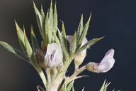 Astragalus kentrophyta var. jessiae