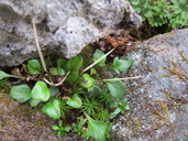 Cardamine bellidifolia var. bellidifolia