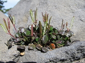 Photo of Cardamine bellidifolia var. pachyphylla