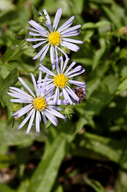 White Panicle Aster