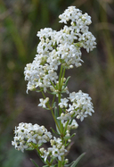 Galium boreale ssp. septentrionale