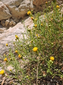 Perityle angustifolia