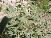 Croton monanthognus