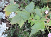 Lantana achyranthifolia