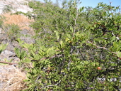 Blackbush Acacia