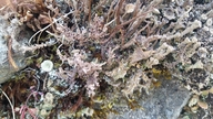 Cladonia phyllophora