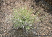 Brickellia oblongifolia var. linifolia