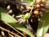 Campanula californica