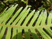 Pleopeltis pyrrholepis