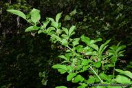 Euonymus occidentalis var. parishii