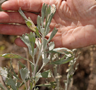 Artemisia spiciformis