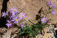 Bigelow's Tansy-aster