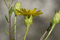 Chrysopsis linearifolia ssp. linearifolia