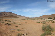 Desert Horned Viper Habitat