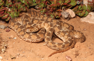 Sahel Egg-eating Snake