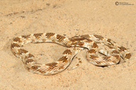Crown Leaf-nosed Snake