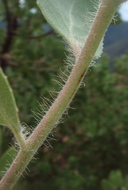 Arctostaphylos glandulosa ssp. mollis