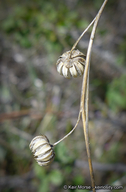 Linum lewisii var. lewisii
