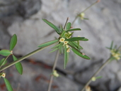 Euphorbia colletioides