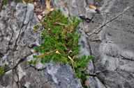 Selaginella arizonica