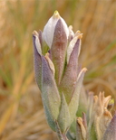 Chloropyron maritimum ssp. canescens
