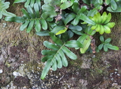 Polypodium scouleri