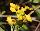 Cottsia californica