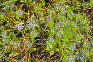 Navarretia leucocephala ssp. plieantha