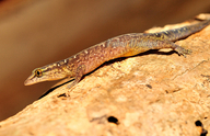 Sphaerodactylus pacificus