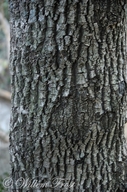 Transvaal Red-milkwood