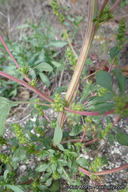 Amaranthus powellii