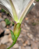 Calystegia occidentalis ssp. occidentalis