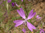 Clarkia biloba ssp. biloba