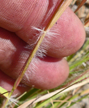 One-spiked Oatgrass