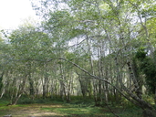 Alnus rubra