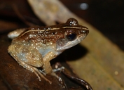 Mantidactylus ulcerosus