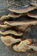 Brown Rot Fungus
