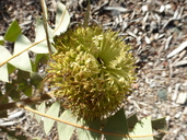 Banksia baxteri