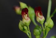 Scrophularia californica