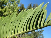 Encephalartos longifolius