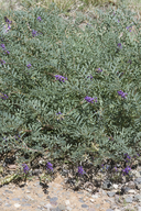 Astragalus thurberi