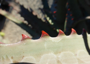 Aloe divaricata