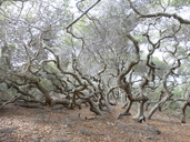 Quercus agrifolia