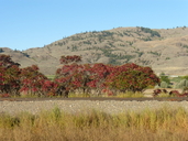 Rhus glabra