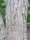 Epaulette Tree