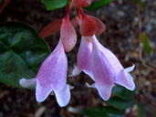 Abelia ×grandiflora